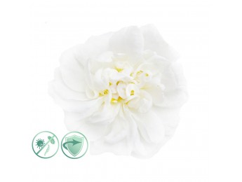 Alfapureo Dezinfekčný aroma olej 100 ml White Flower - 2 ks